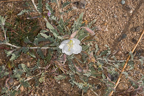 Oenothera deltoides (desert primrose, birdcage evening primrose, basket evening primrose, lion in a cage, devil's lantern)