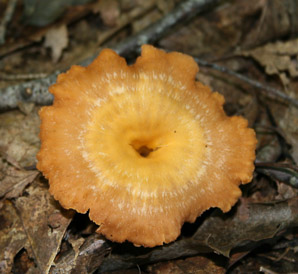 Omphalotus olearius (jack-o’-lantern mushroom)