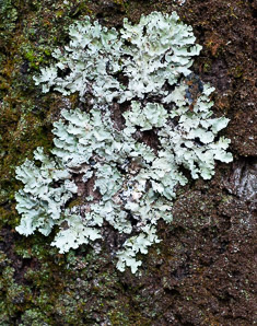 Parmeliopsis ambigua (green starburst lichen, ambiguous bran lichen)