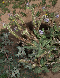 Phacelia integrifolia (gypsum phacelia)