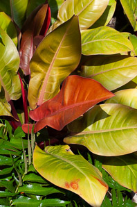 Philodendron spp. (philodendron ‘Prince of Orange’)