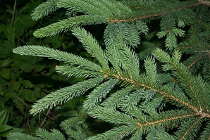 Picea pungens (Colorado spruce, blue spruce, Colorado blue spruce)