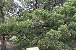 Pinus edulis (pinyon pine, two-needle pinyon, piñon, twoneedle piñon)