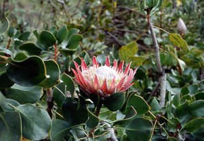 Protea cynaroides (king protea)