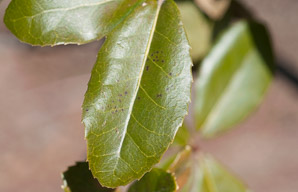 Quercus agrifolia (coast live oak)