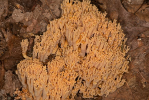 Ramaria formosa (salmon coral, beautiful clavaria, handsome clavaria, yellow-tipped coral fungus, pink coral fungus)