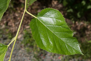 Rubus allegheniensis (common blackberry)