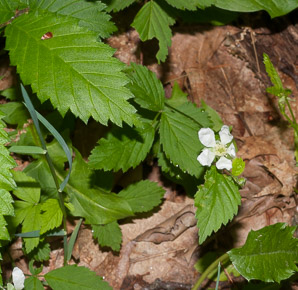 Rubus flagellaris (northern dewberry, common dewberry)
