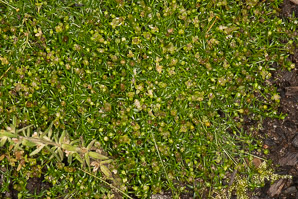 Sagina procumbens (pearlwort)