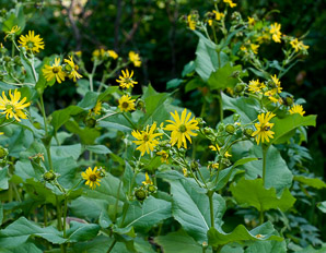Silphium perfoliatum (cup plant, Indian cup, ragged cup, carpenter weed)