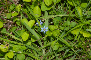 Sisyrinchium angustifolium (blue-eyed grass, narrow-leaved blue-eyed grass)