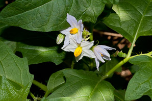 Solanum carolinense (Carolina horsenettle, horsenettle)