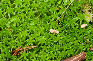 Sphagnum L. (sphagnum moss)