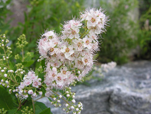 Spiraea alba (meadowsweet, white meadowsweet)