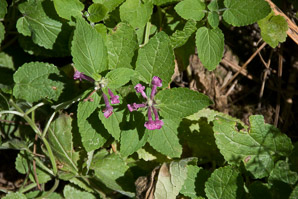 Stachys chamissonis (great hedge-nettle)