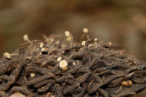 Strobilurus conigenoides (magnolia-cone mushroom)