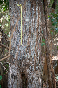 Swietenia mahagoni (west Indian mahogany)
