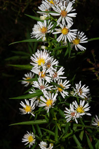 Symphyotrichum lanceolatum (panicled aster, Eastern lined aster, tall white aster, lance-leaf aster, narrow-leaf michaelmas daisy, white-panicle aster)
