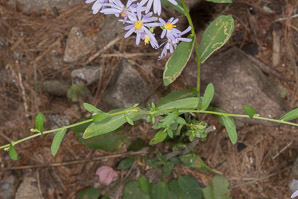 Symphyotrichum patens (clasping aster, late purple aster)