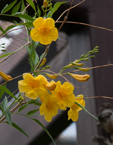 Tecoma stans (trumpet flower, yellow bells, yellow trumpetbush)