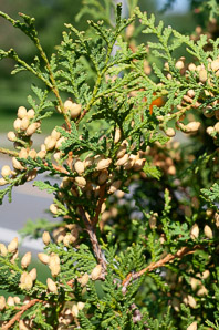 Thuja occidentalis (northern white cedar, arbor vitae, arborvitae, Eastern arborvitae, northern whitecedar, northern white-cedar)