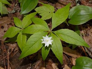 Trientalis borealis (starflower, may star, Star-of-Bethlehem)