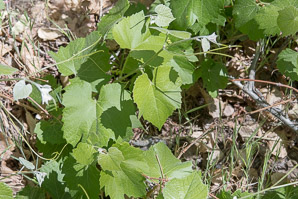 Vitis arizonica (Arizona grape, canyon grape)