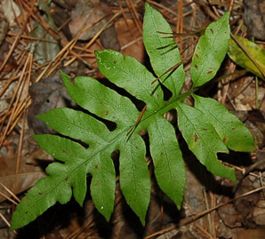 Woodwardia areolata (netted chain fern, nettled chain fern)
