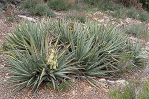 Yucca glauca (narrow-leaved yucca, soapweed yucca, beargrass, soapweed)