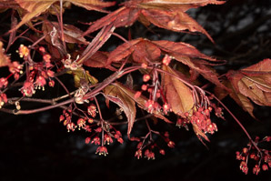 Acer palmatum (Japanese maple)