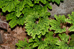 Adiantum pedatum (northern maidenhair fern)