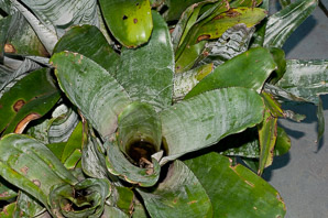 Aechmea fasciata (urn pine)