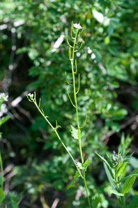 Alliaria petiolata (garlic mustard)