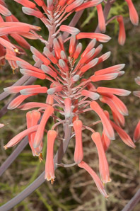 Aloe mubendiensis (Mubende aloe)