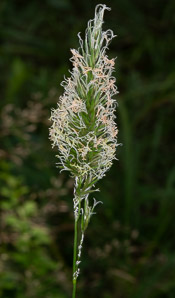 Alopecurus pratensis (field meadow-foxtail, meadow foxtail)