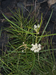 Asclepias linearis (squat milkweed, slim milkweed)