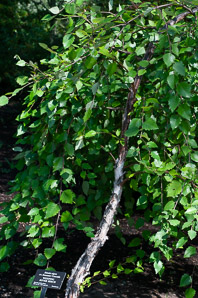 Betula nigra (weeping river birch)