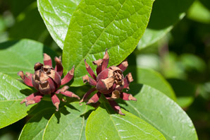 Calycanthus floridus (sweet shrub, Carolina allspice, Eastern sweetshrub, sweetshrub)