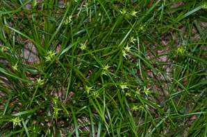Carex intumescens (bladder sedge, greater bladder sedge, shining bur sedge, swollen sedge)