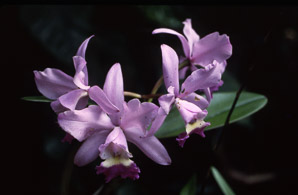 Cattleya × (orchid)
