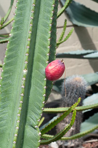 Cereus hildmannianus (queen of the night, Peruvian apple)