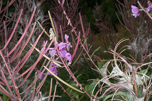 Chamerion angustifolium (fireweed)