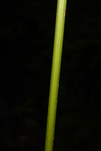 Cleome hassleriana (spider flower, spider plant, pink queen)