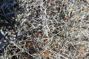 Coleogyne ramosissima (blackbrush)