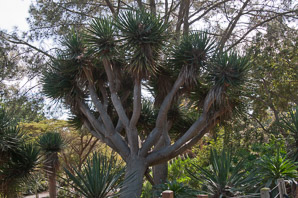 Dracaena draco (dragon tree, drago, Canary Islands dragon tree, dragontree)