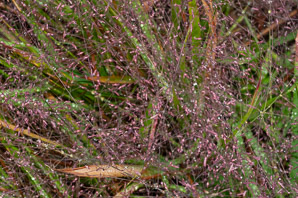 Eragrostis spectabilis (purple love grass)
