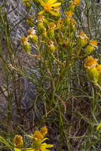 Ericameria linearifolia (goldenbush, interior goldenbush)