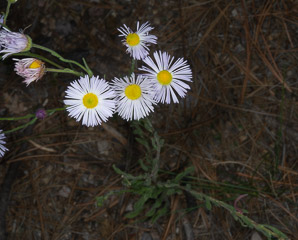 Erigeron formosissimus (princely daisy)