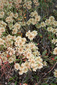 Eriogonum heracleoides (parsnipflower buckwheat, whorled buckwheat, Wyeth buckwheat)