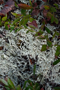 Evernia prunastri (oak moss lichen)